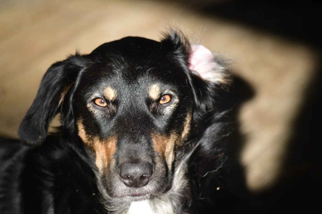 Jasper – The Rescue Who Had Other Plans!&nbsp;🐾