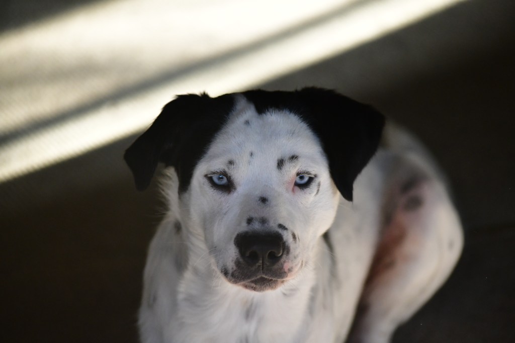 Blue – The Opotiki Pound&nbsp;Special