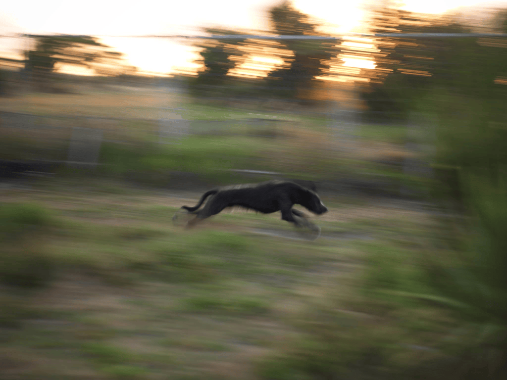 Lurchers